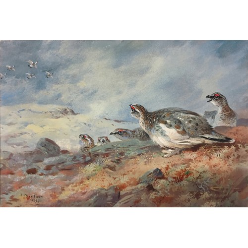 Ptarmigan in the snow